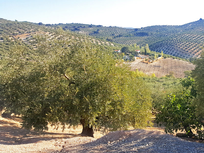 Andalucía auto-guiado en bicicleta. Mayo 2019