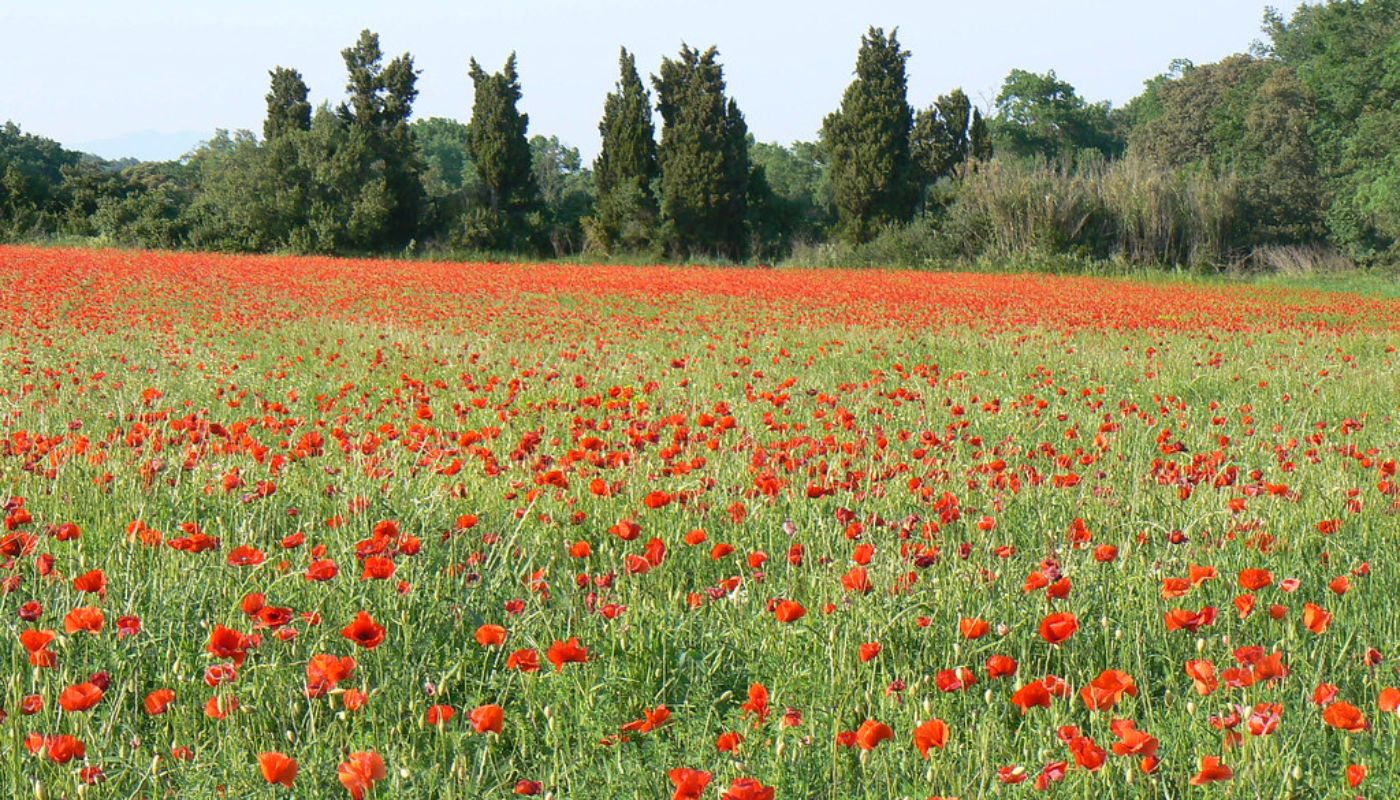 Great Tour of the Empordà Self-Guided