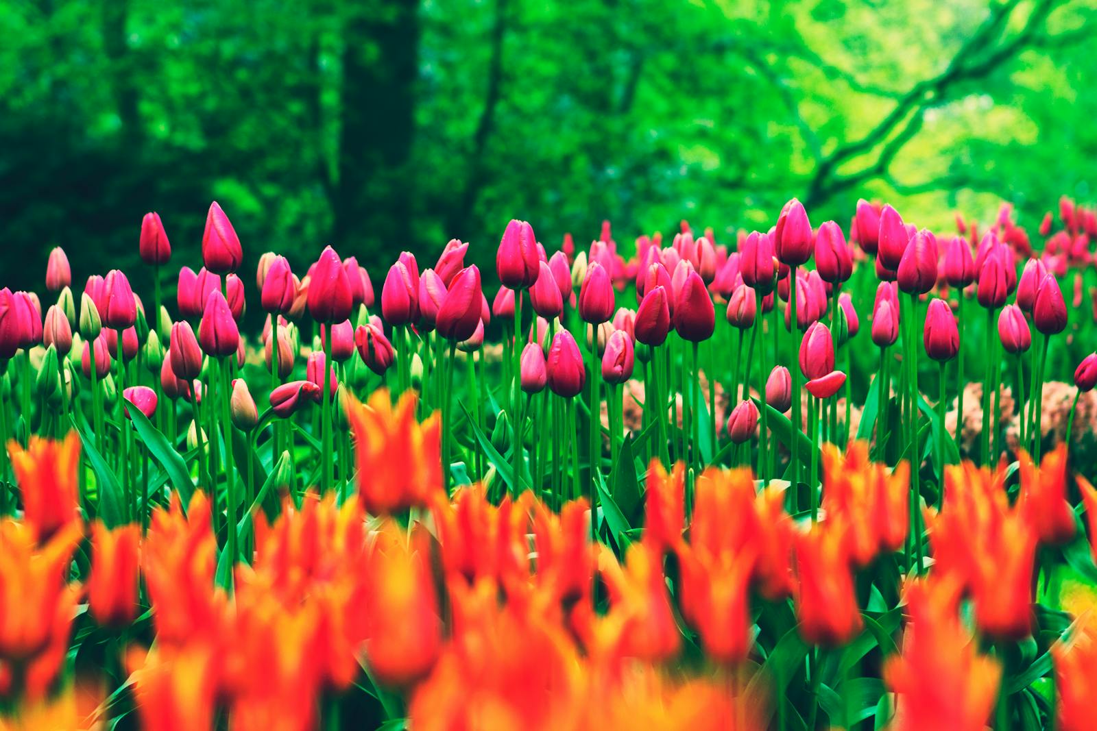 A colorful display of tulips in an Amsterdam garden during spring.